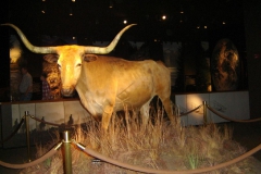 Arch Museum longhorn steer